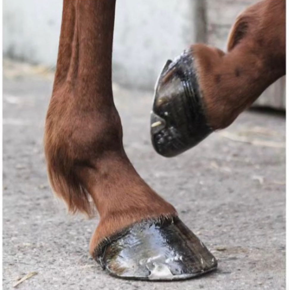 Comment améliorer la qualité des pieds de son cheval : Le guide complet pour des sabots forts et sains