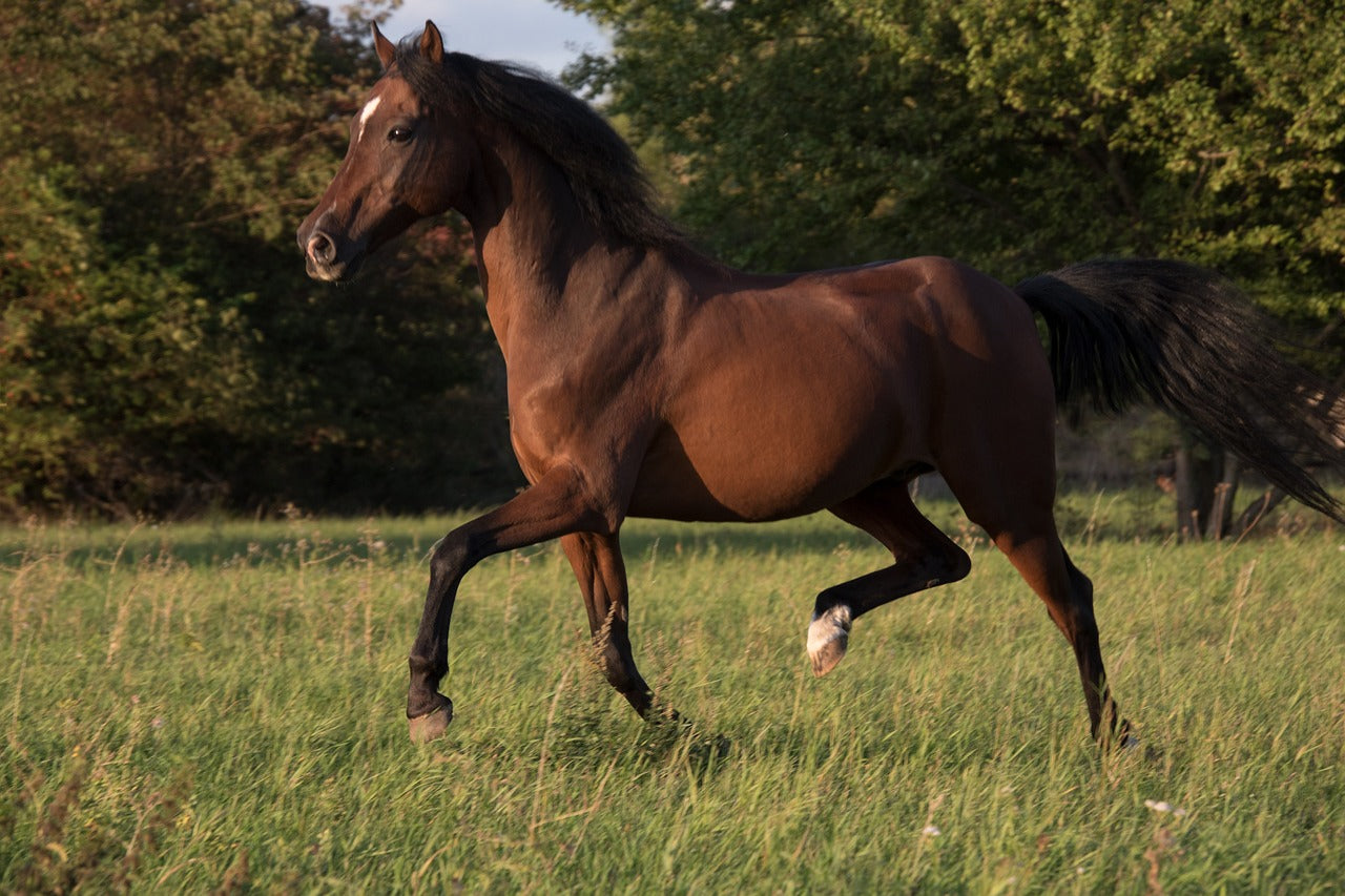Comment fortifier les sabots de mon cheval ? - Guide Complet