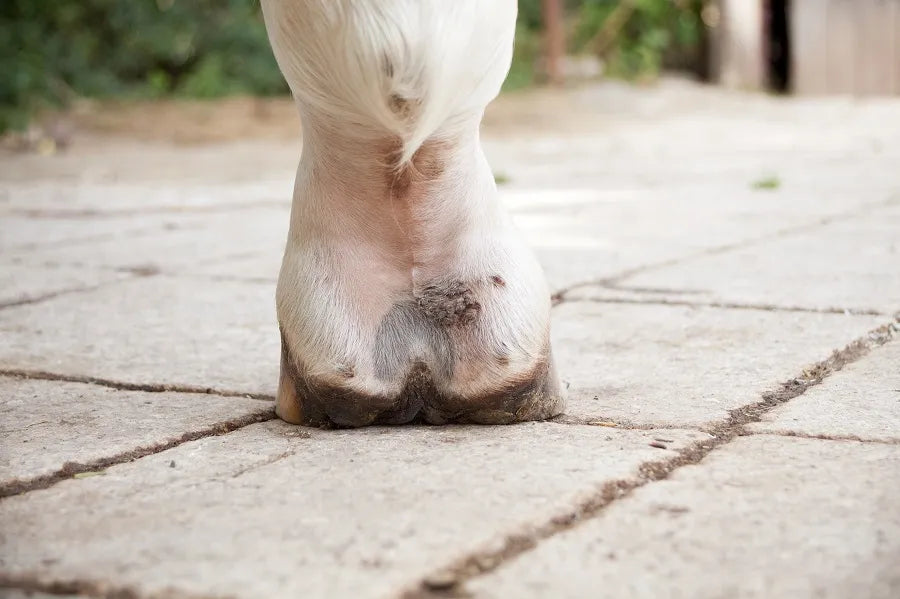 Comment soigner naturellement la gale de boue de mon cheval ?