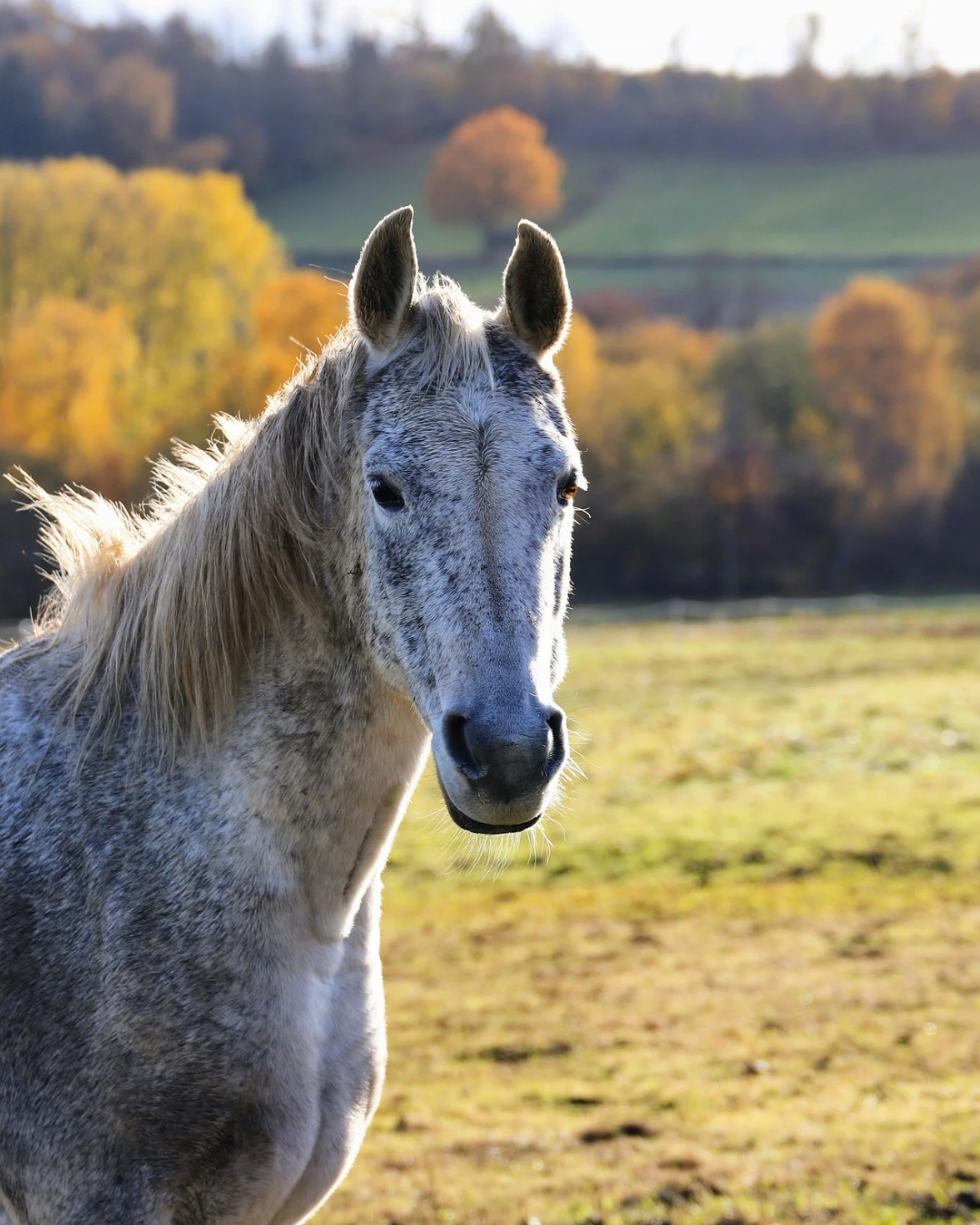 Comment soulager naturellement l'arthrose de mon cheval ? 🐴