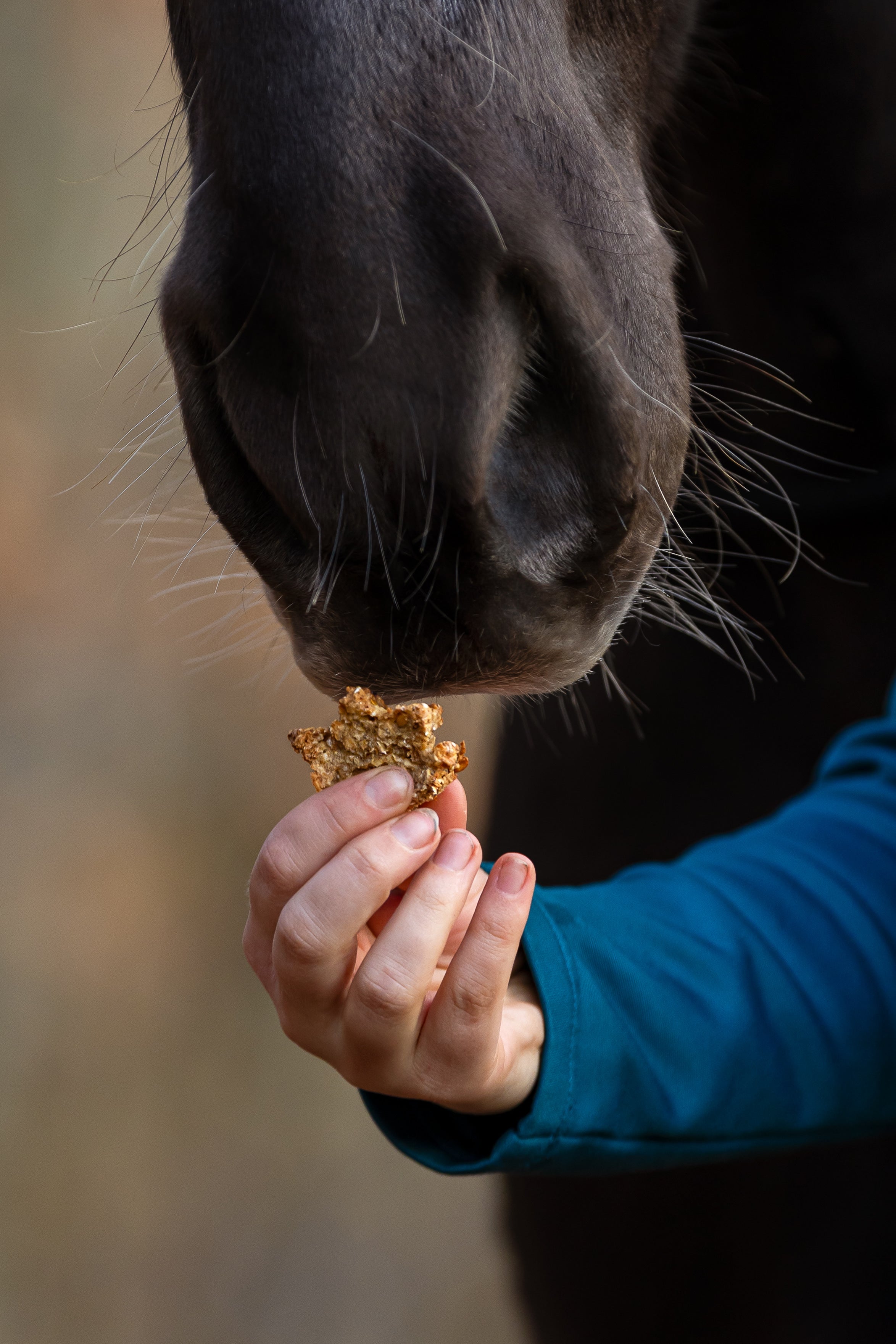 Friandises & compléments