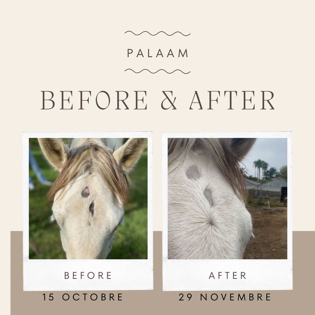 HippCura - Bobos, dermite, gale de boue & coups de soleil