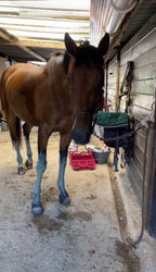 Argile verte - Soulage les muscles et articulations du cheval