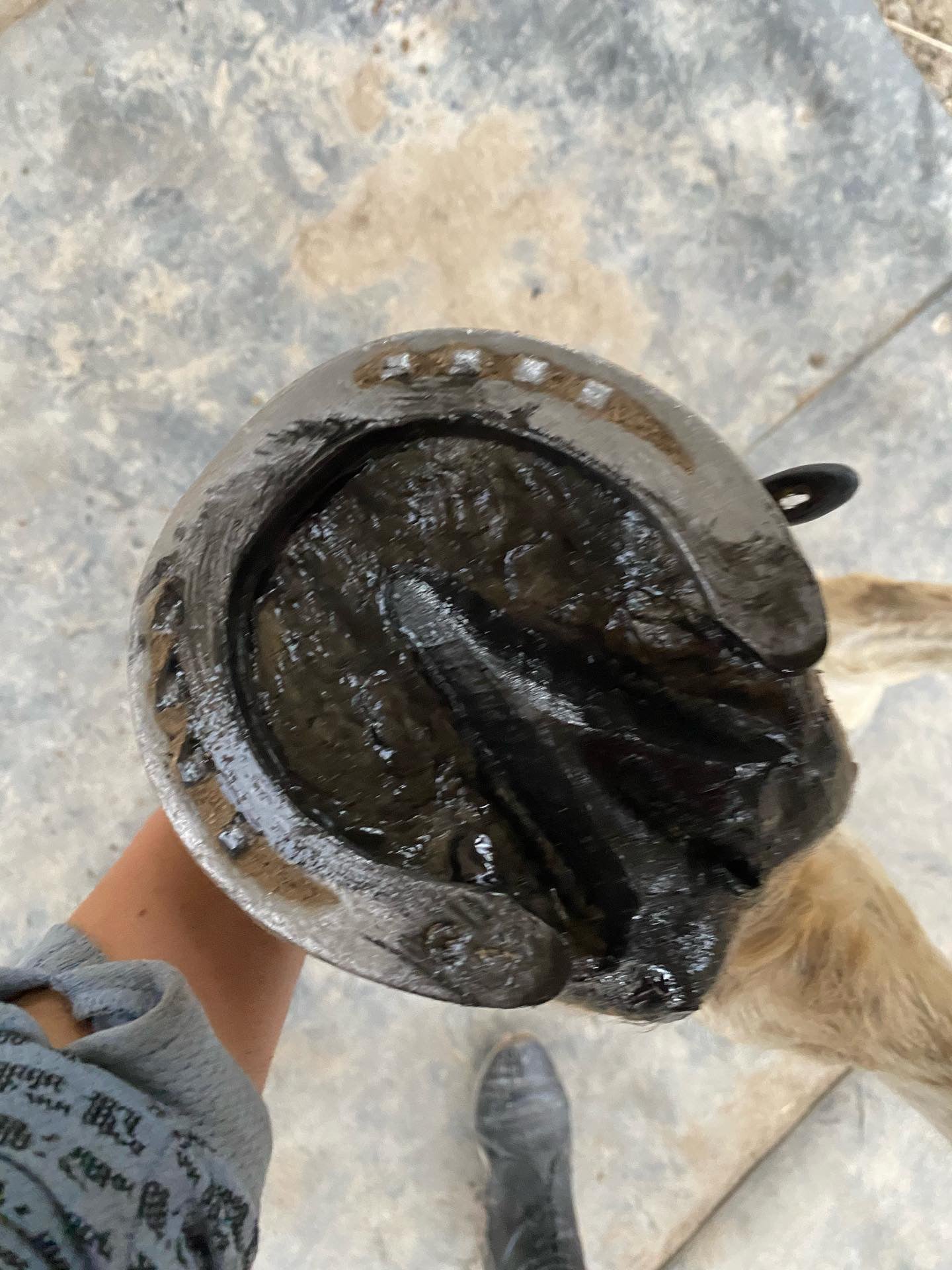 Baume Tiva -Baume purifiant pour sabots