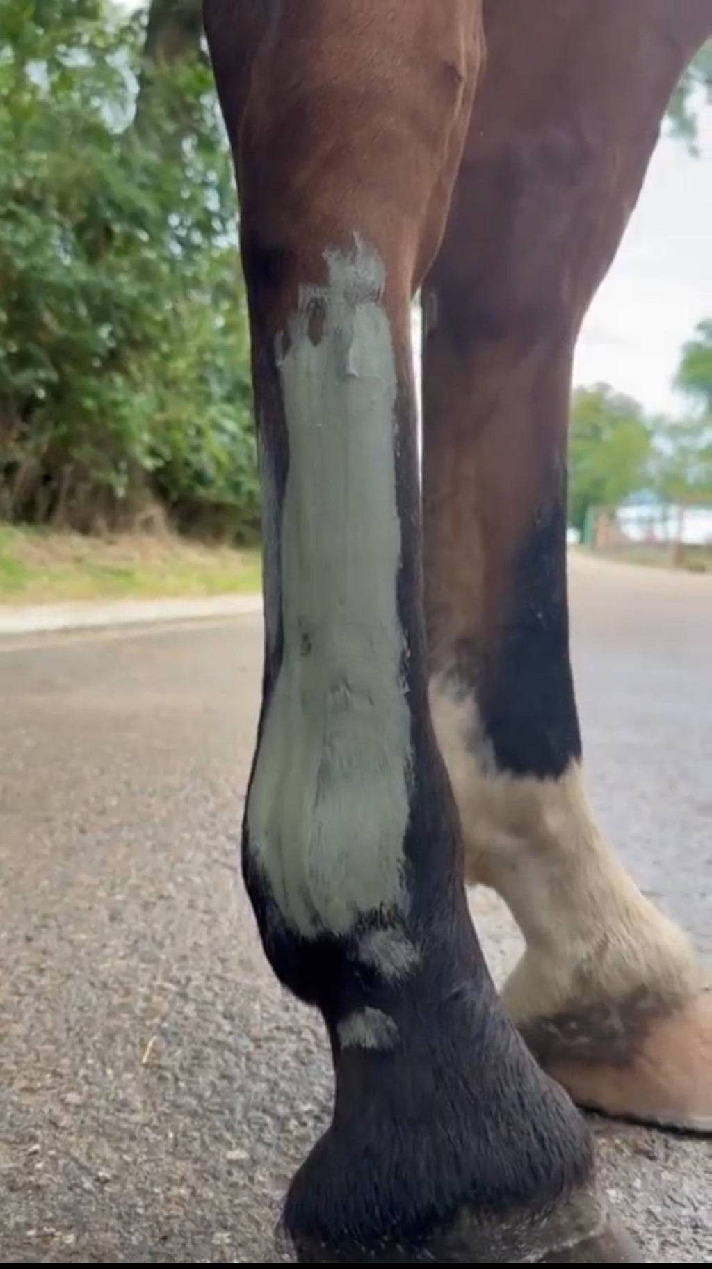 Argile verte - Soulage les muscles et articulations du cheval