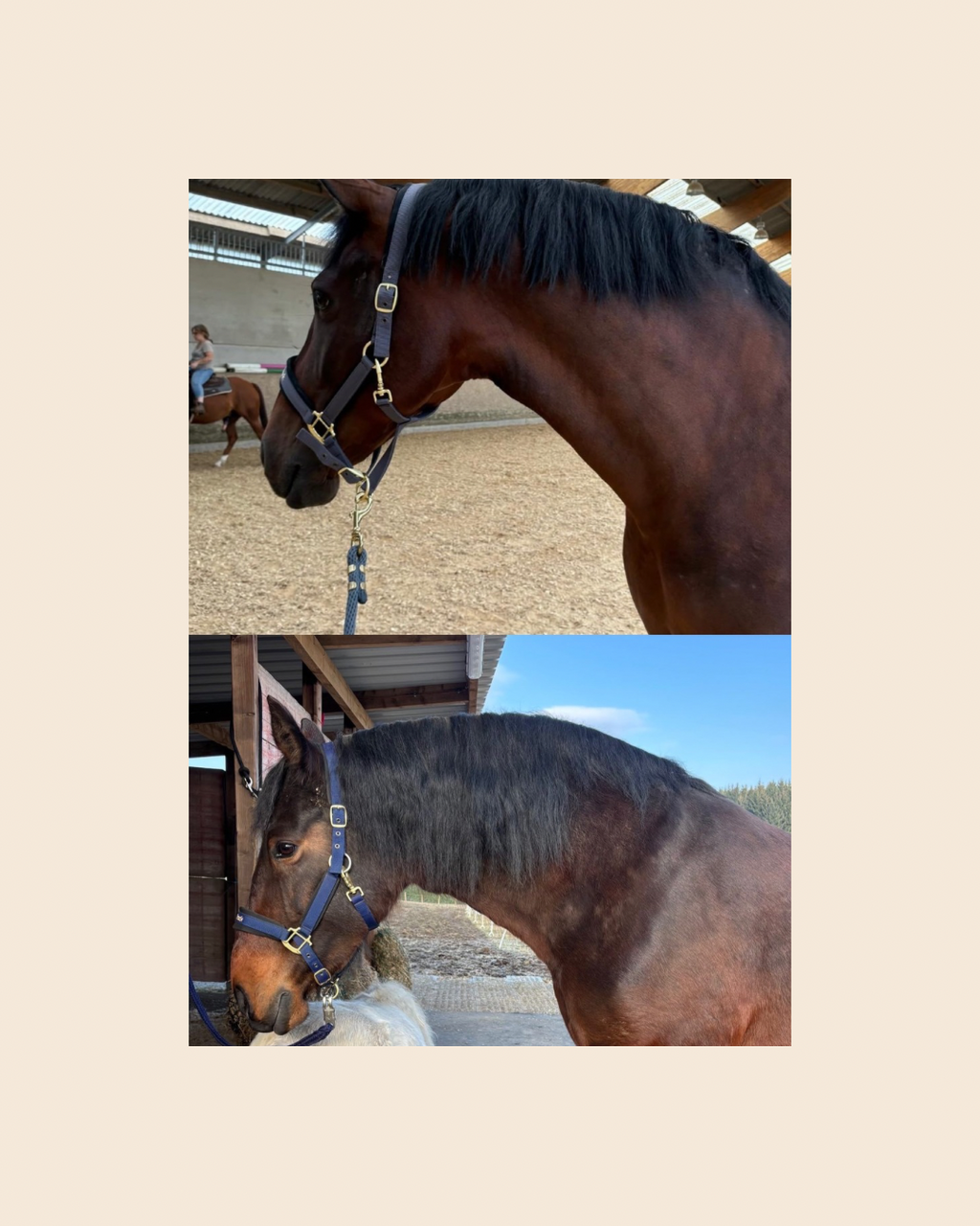 Repousse + - Favorise la pousse des poils & des crins