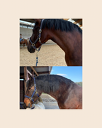 Repousse + - Favorise la pousse des poils & des crins