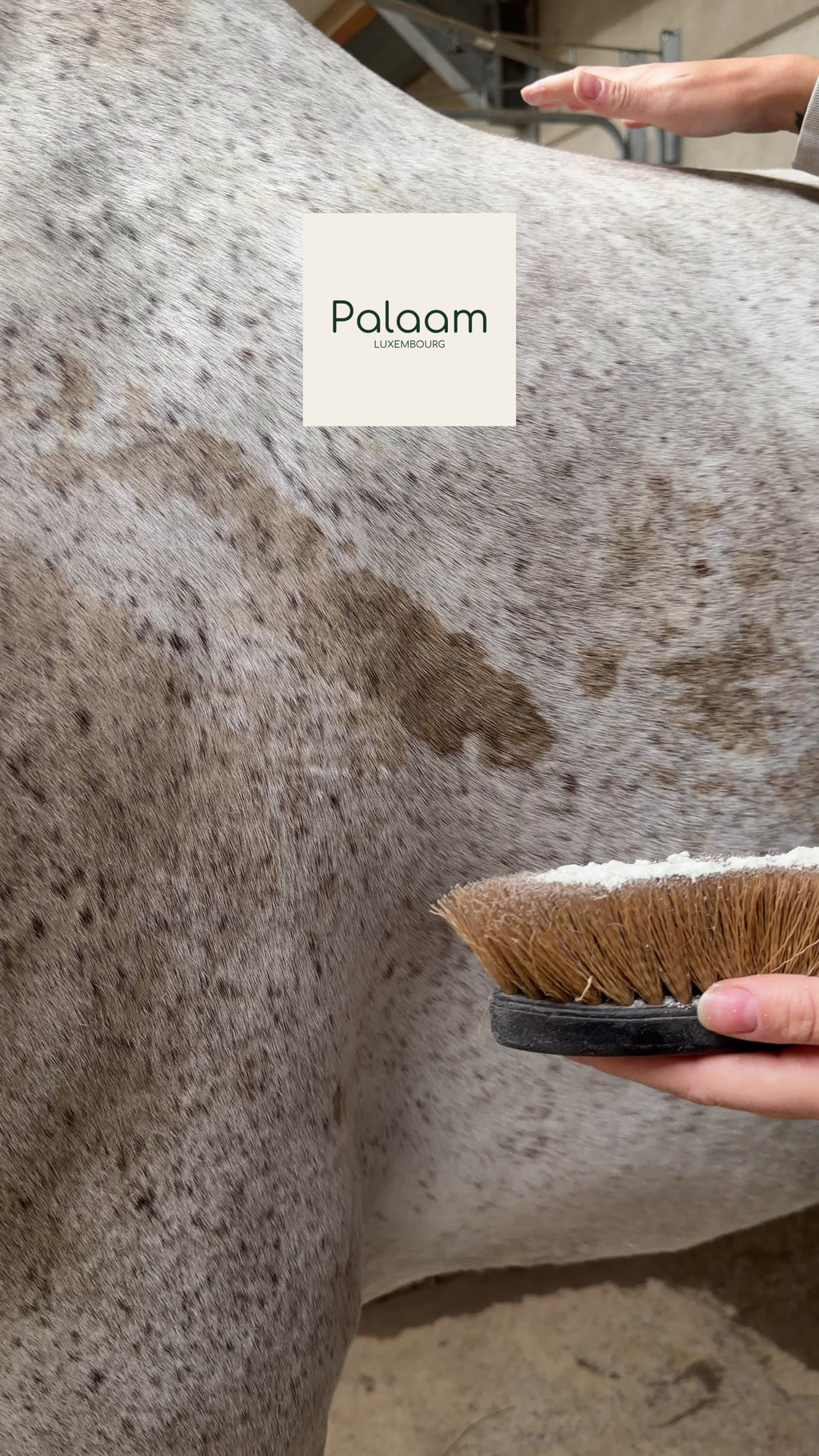 Pépite - Shampoing sec et détachant pour chevaux